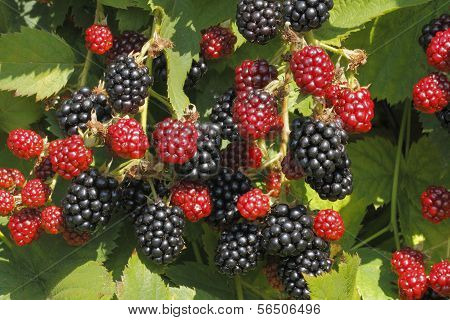 Blackberry (Rubus Sectio Rubus)