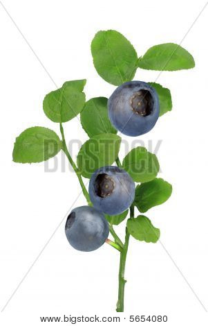 Blåbær