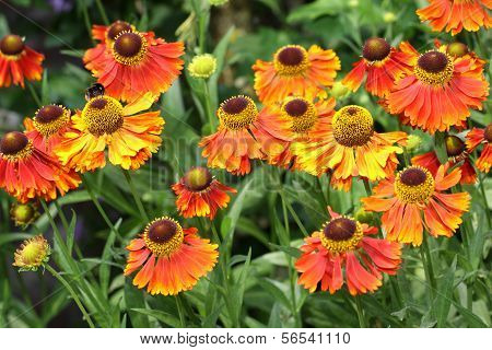 Helenium flowers