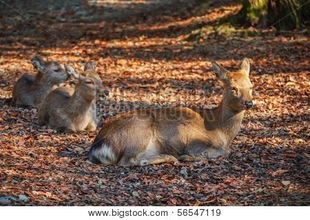 Sika Deer At Tamukeyama Hachimangu Shrine In Nara