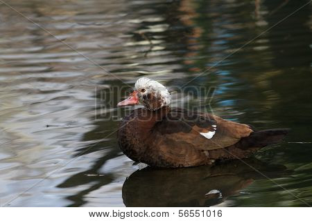 Muscovy Duck On A Pond