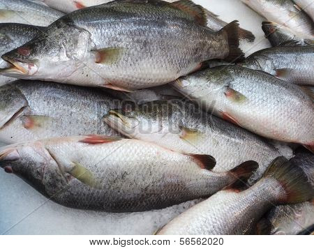 Sea bass in market with ice, ready for sell