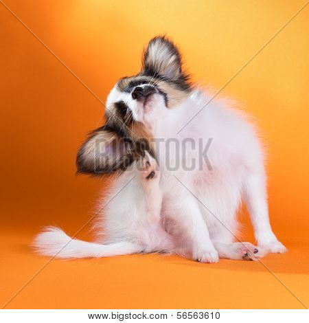 Itches Puppy