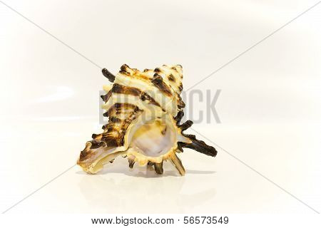 Seashell