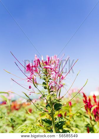 Cleome Spinosa Linn Or  Spider Flower