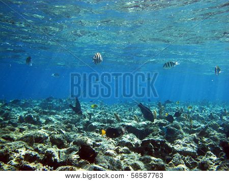 Reef plate