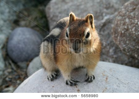 Streifenhörnchen