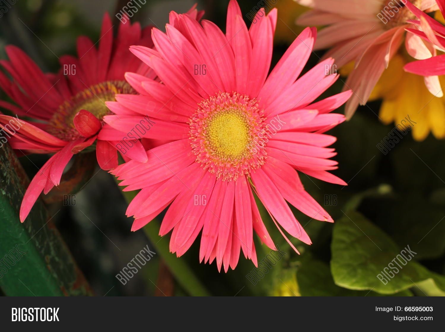 Pink Gerbera Daisy Partial Shade Image & Photo Bigstock