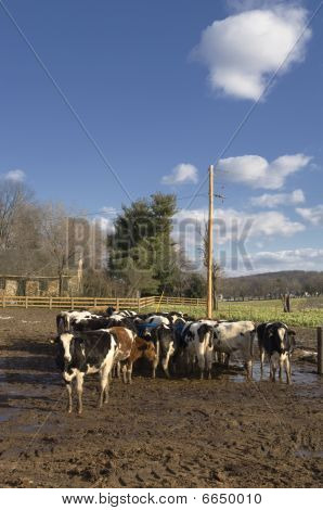 Livestock In A Feedlot