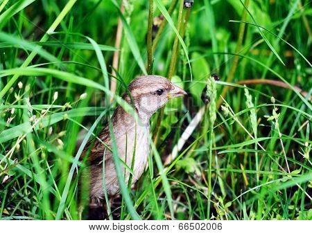 Sparrow