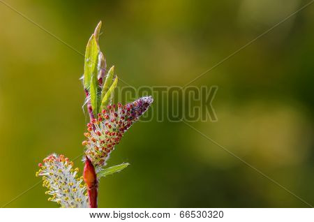 Cone In Green