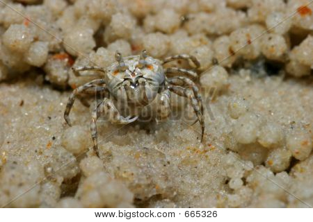 Krab