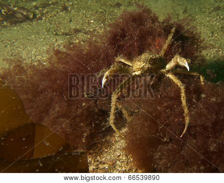 Spider Crab