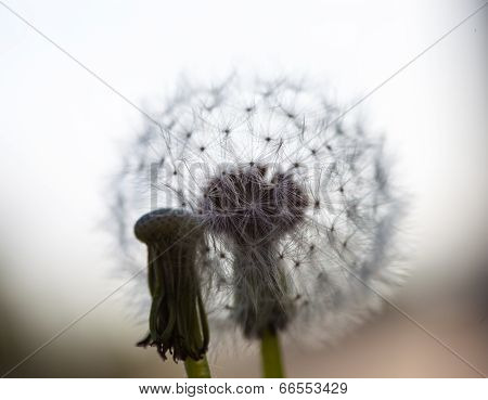 Two Dandelion Flowers: Without Seeds And With Globular Head Of Seeds