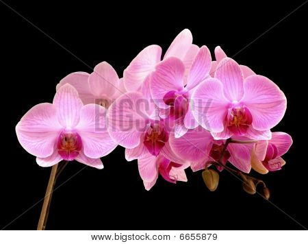 Orchideen phalaenopsis
