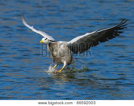 Bar-headed Goose