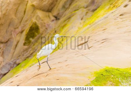 Snowy egret in Bolivia (Beni river)