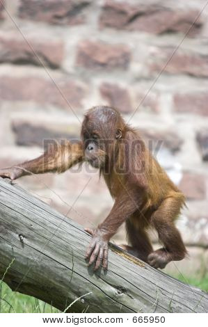 Climbing Orangutan