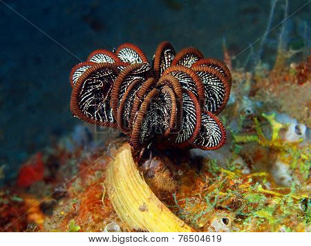 Crinoid