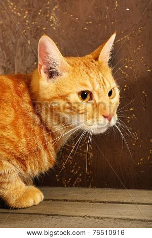 Red cat on wooden box on brown wall background
