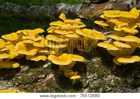 Mushrooms On Tree