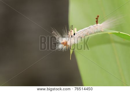 Caterpillar butterfly,closeup