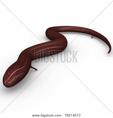 Amphiuma (Congo Eel)