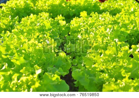 Vegetable