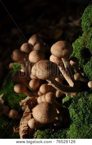 Fungus Near Moss