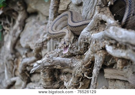 Snake