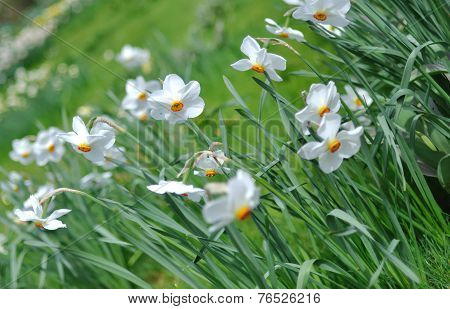 Narcissus