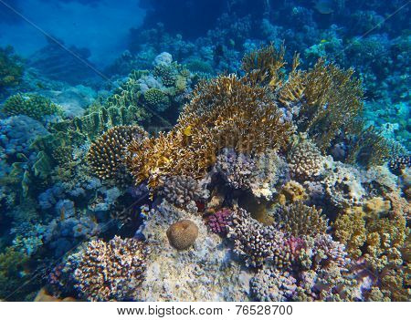 coral reef