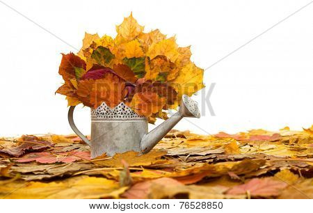 bailer with autumn leaves isolated on white
