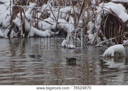 European Otter (lutra Lutra)
