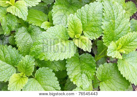 Lemon Balm