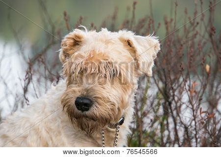 terrier in the bush