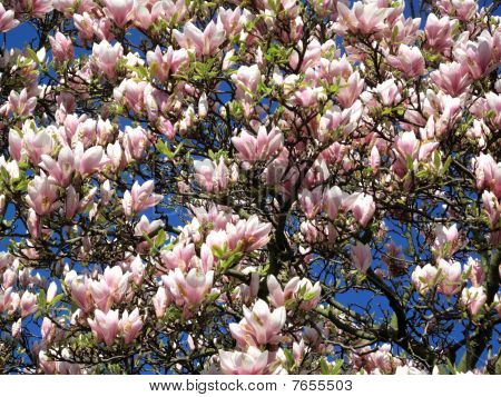 Magnólia cheia de flores de flor-de-rosa