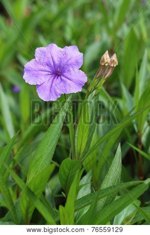 A Purple  Hibiscus Flower At The Park