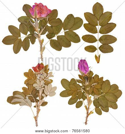Set Of Dry Twigs And Pressed Flowers Of Wild Rose Isolated