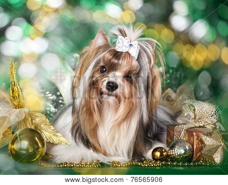 biewer Yorkshire terrier and Christmas Gift