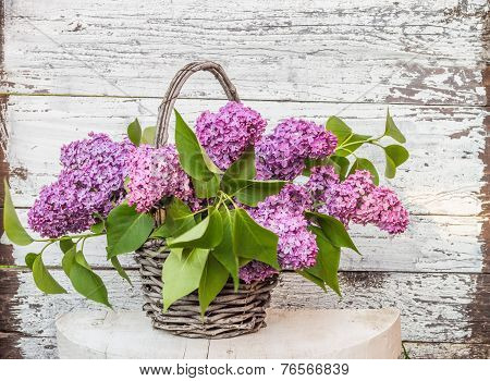 Lilac In Basket