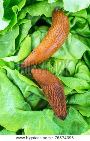 a slug in the garden eating a lettuce leaf. snail invasion in the garden