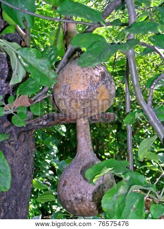 Calabash