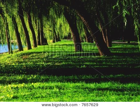 Weeping piletræer i sommerpalads, Beijing, Kina