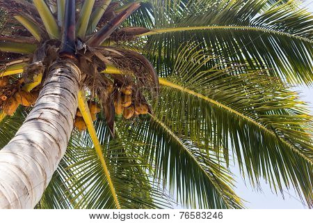 Coconut Plam Tree