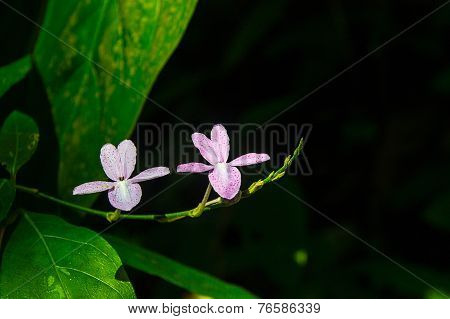 Belamcanda Chinensis