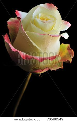 Yellow Rose