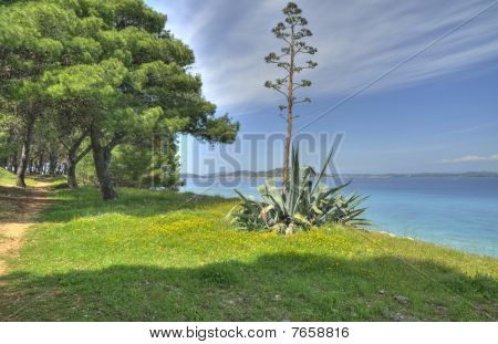 Agave