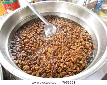 Chov bource morušového