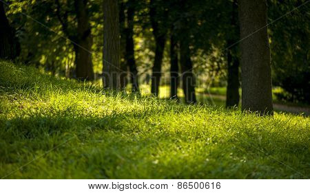 Sunny day in Park